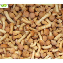 low price wholesale frozen pholiota nameko